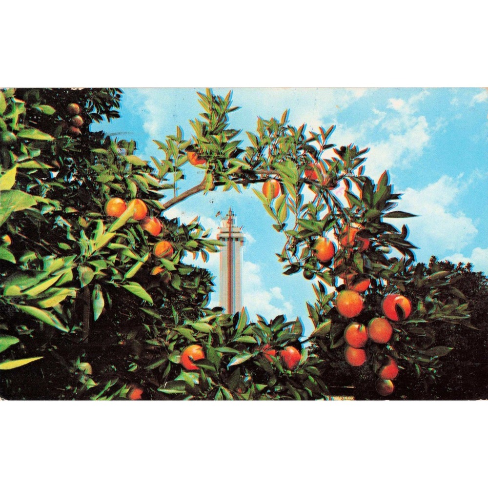 Vintage Citrus Tower Clermont Florida Postcard Orange Trees 1976 Postmark VG